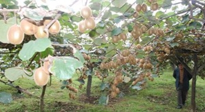 Ordu Kivide İddialı