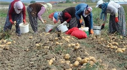 Patates ve Tarla Günü Etkinliği