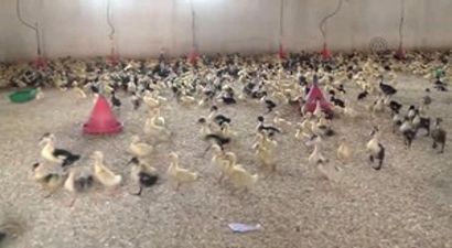 Pekin Ördeğini Balıkesir Üretiyor, İstanbul ve Antalya Tüketiyor