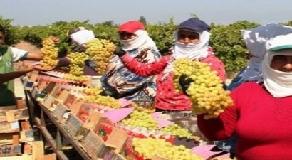 Sarıgöl`de Yaş Ve Kuru Üzüm Fiyatları Sevindirdi