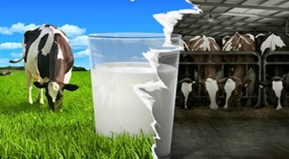 Süt Üreticilerine 170 Milyon Liralık Destek Ödemesi