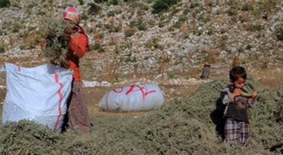`Sütçüler Kekiği`nde Hasat Başladı