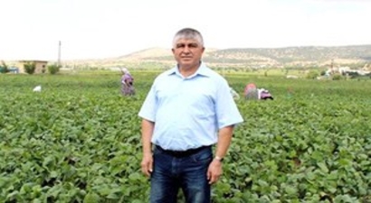 Taze Fasulyede Verim Düştü, Fiyat Yükseldi