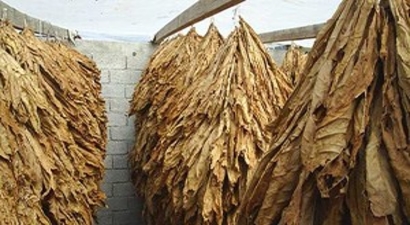 Muş`ta Tütün Hasadı Başladı