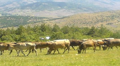 Yaylalarda Yetişen Kurbanlıklar Pazara İniyor