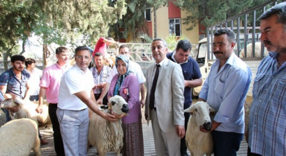 Osmaniye`de Üreticilere Koç Dağıtıldı