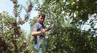 Isparta`da Elma Hasadı Başladı