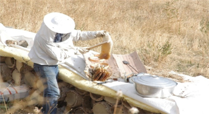 Hakkari`nin Karakovan Balı Piyasaya Çıktı