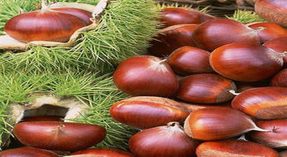 Çine`de Kestane Hasadı Başladı