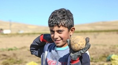 Ahlat`ta Patates Hasadı Başladı