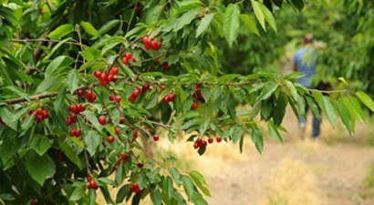 `Antep Kirazı` İhraç Edilmeye Başlandı