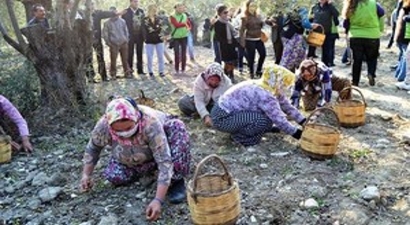 Ayvalık`ta Zeytin Hasatı Başlayacak