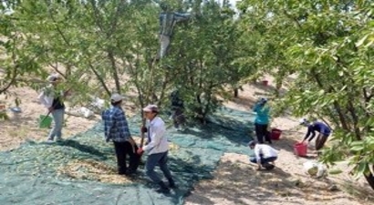 Badem, Adıyamanlı çiftçinin umudu oldu
