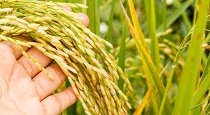 Çeltikte Hasat Yapıldı Alıcı Yok, Çiftçi Kara Kara Düşünüyor