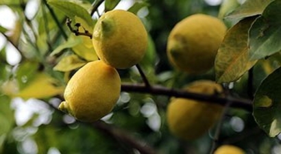 Ege Bölgesi`nde Narenciye Üretiminde Yüzde 23 Azalma!