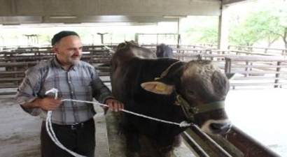 Erzincan`da Esmer Cinsi Damızlık Boğa Dağıtıldı