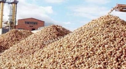 Eskişehir`de Pancar Söküm Avansı Ödemeleri Başlıyor