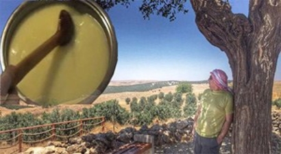 Urfa Yağ`ının Öyküsü