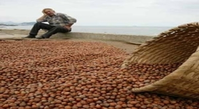 Fındık Üreticileri Dertli