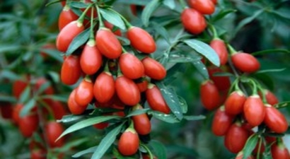 Kayserili Çiftçi Gojiberryden Para Kazanmaya Başladı