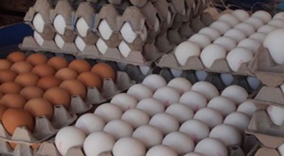 Hedef, Kişi Başına Yıllık 250 Yumurta