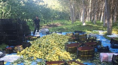 Kahramanmaraş`ta Ayva Hasadı Başladı