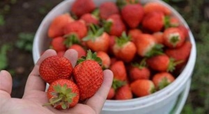 Karadeniz`de 3 Mevsim Çilek Hasadı