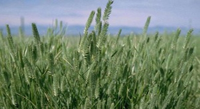 Karapınar`da `Mera Tipi Çok Yıllık Yem Bitkisi Çeşitlerinin Islahı` Projesi