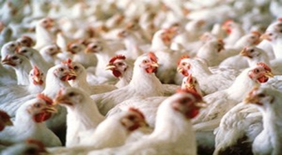 Kesilen Tavuk Sayısı Ağustosta Azaldı