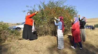 Kuşburnu Toplayarak Kışa Hazırlık Yapıyorlar
