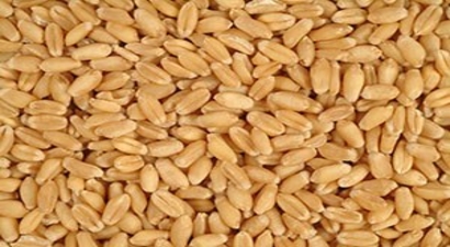 Rusya, Buğday İhracatını Azalttı
