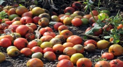 Satamayınca 60 Ton Domates Çürümeye Bırakıldı