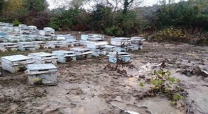 Sel Baskını Arıcıları Da Olumsuz Etkiledi