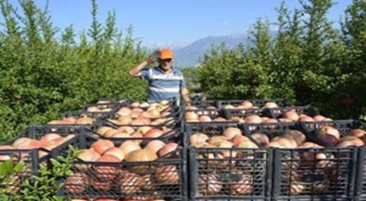 Seydikemer`de Nar Hasatı Başladı