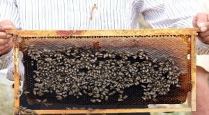 Türkiye`de En Kalite Bal, Kastamonu`da Üretiliyor