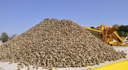 Ulaş`ta Şeker Pancar Hasadı Başladı