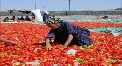 Sofraların En Acı Reçeli `İsot Reçeli`