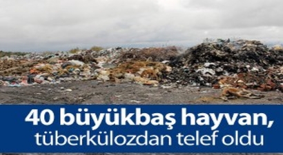 40 Büyükbaş Hayvan, Tüberkülozdan Telef Oldu