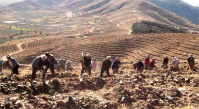 Bozdağ`a 5 Yılda 1 Milyon 200 Bin Fidan