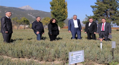 Isparta`dan Türkmenistan`a Ardıç Fidanı Gidiyor