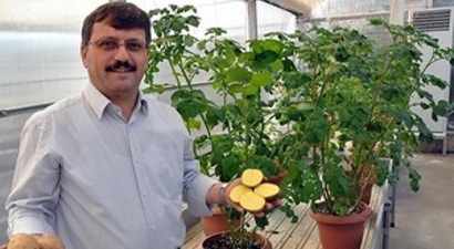 `Allah Diyen Sarısı` Patatesi Tescillenecek