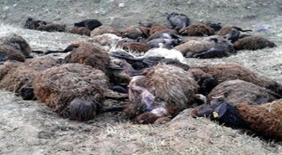 Ağıla Giren Kurt, 50 Koyunu Telef Etti