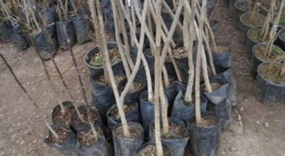 Çaycuma`da Fidan Satışı Başladı