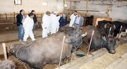 Dodurga`da Mandacılığı Keşfetti