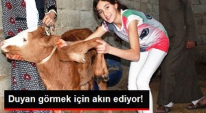 Şanlıurfa`da Altı Bacaklı Buzağı Görenleri Şaşırtıyor