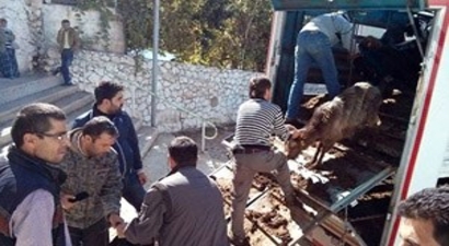 Ermenek`te Madencilere Üç Bin Koyun ve Keçi Dağıtıldı