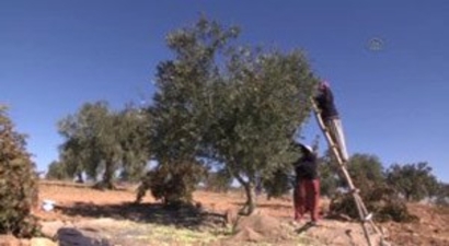 `Fıstığın Merkezi` Zeytinde de İddialı
