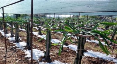 Gazipaşa`da Ejder Meyvesi Yetiştirildi