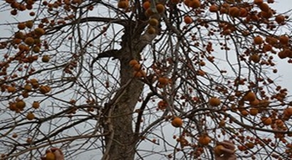 Görselliği Ve Lezzetiyle İlgi Çekiyor.