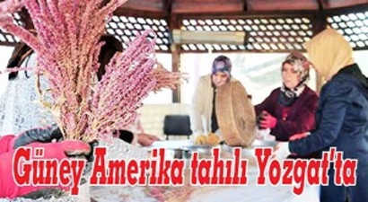 Güney Amerika Tahılı Yozgat`ta